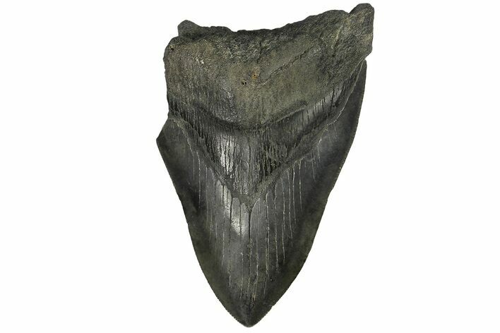 Bargain, Fossil Megalodon Tooth - South Carolina #169329